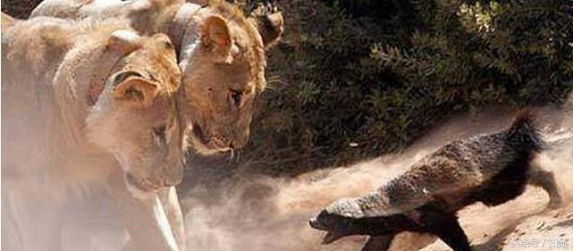 一生都在干架路上的非洲“平头哥”,在这里也只能排第三!