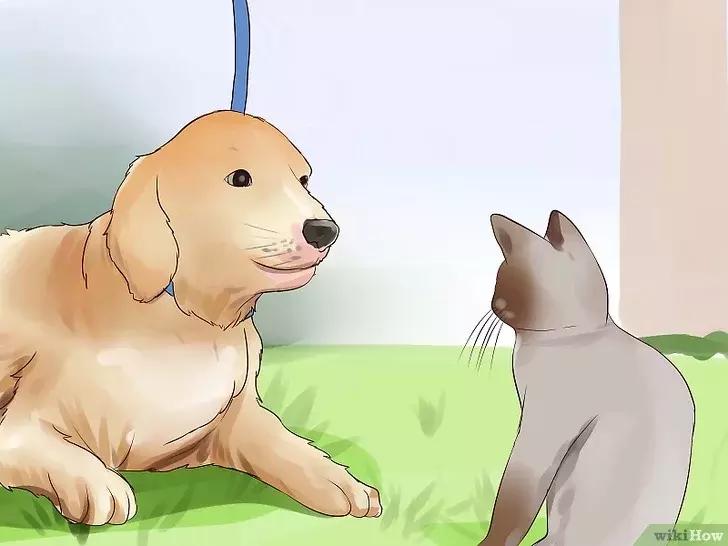 领养的新猫到家后的正确流程,怎么把新猫带回家