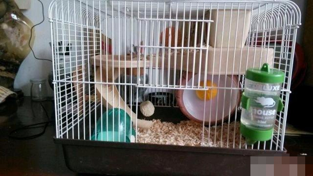 仓鼠越狱了怎么办?不怕四个妙招助你寻回它