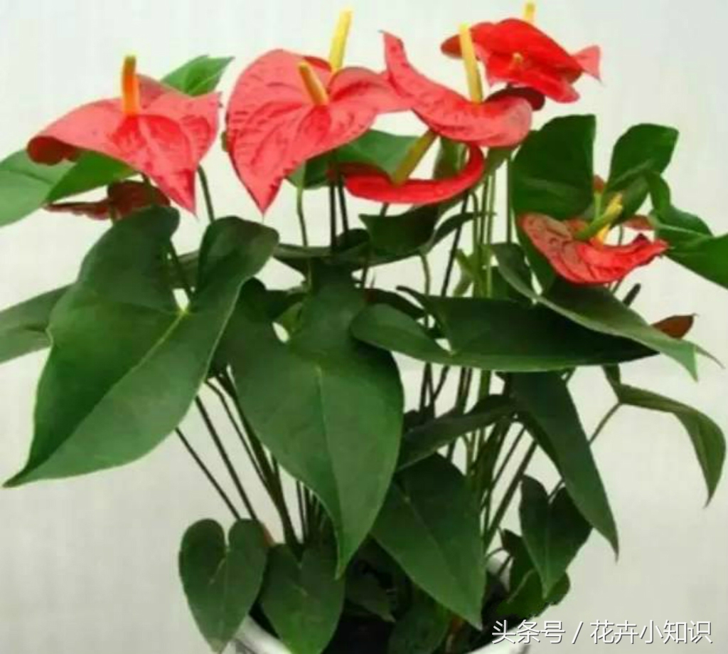 红掌叶片发黄,红掌叶子背面发黄锈斑怎么办