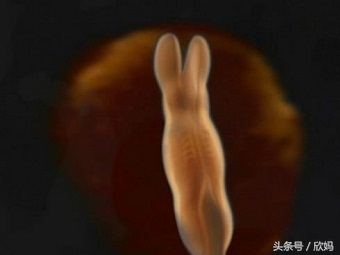 妈妈知道宝宝在肚子里,胎宝宝在肚子里的发育