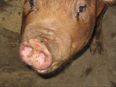 猪脑袋歪了怎么回事,猪歪着脖子是怎么回事