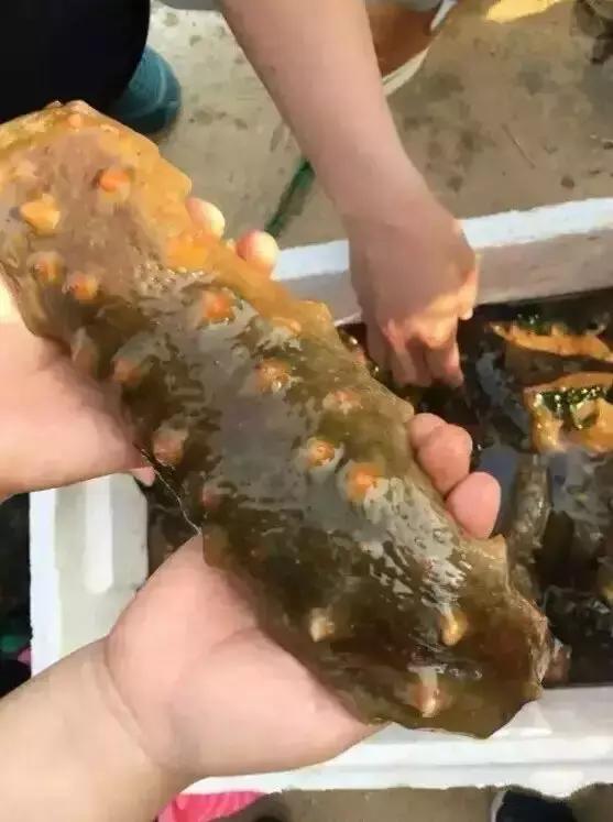 烟台人炫富方式,烟台开海炫富是真的吗