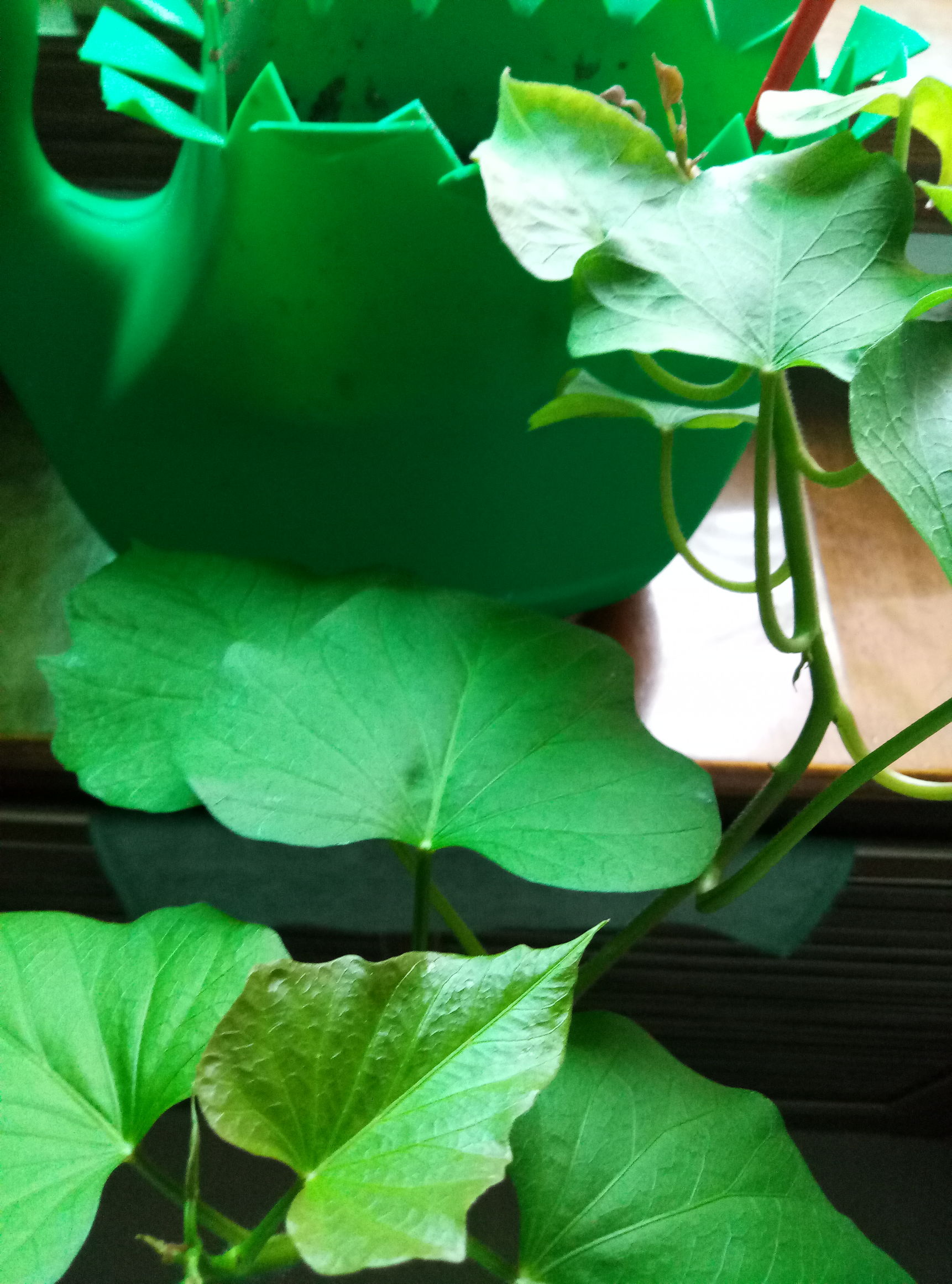 花器制作篇,用什么来制作花器