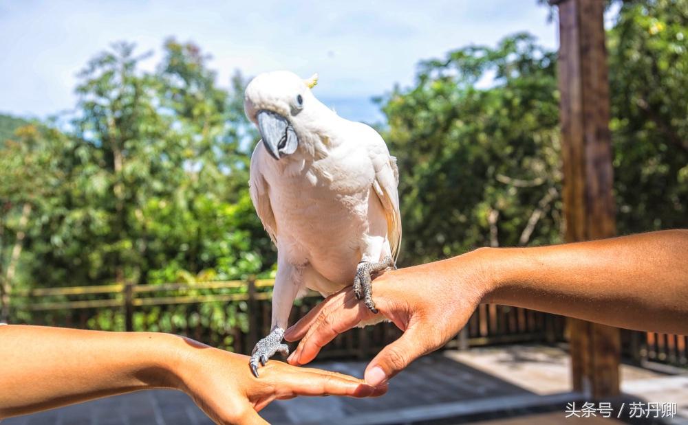亚马逊热带雨林真实食人花,亚马逊雨林食人花