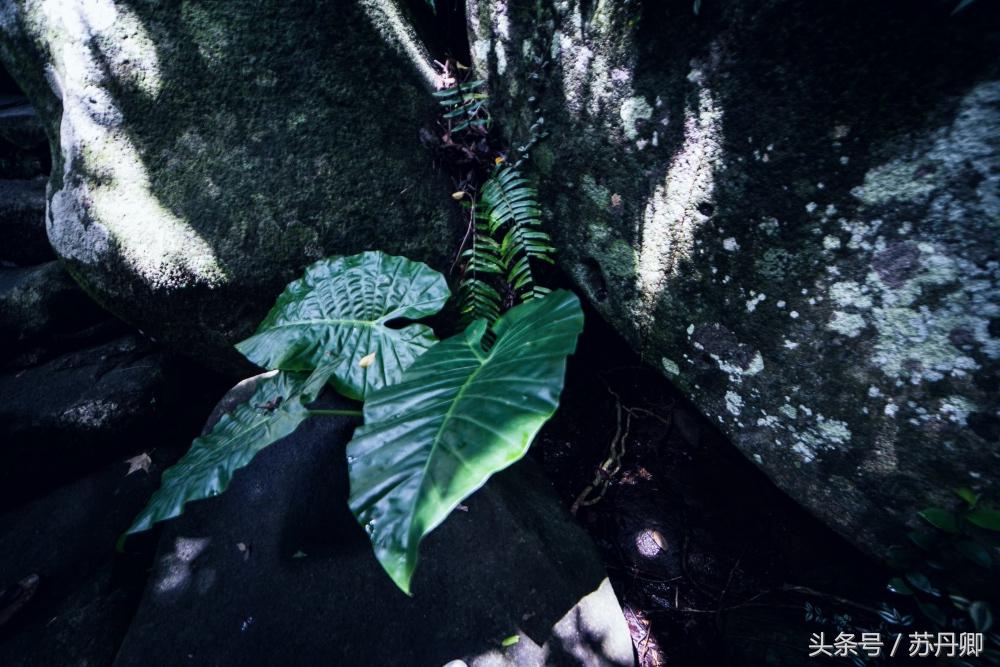 亚马逊热带雨林真实食人花,亚马逊雨林食人花