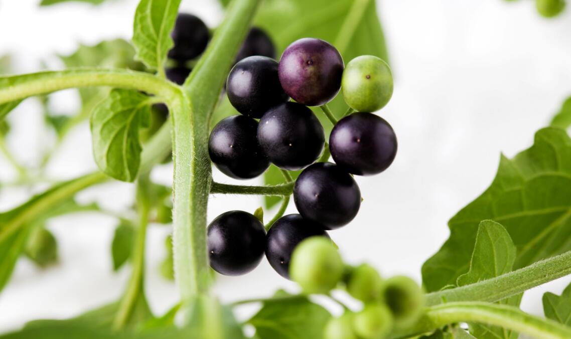 它不仅是孩子们喜欢的小“野味”,还能治疗多种疾病,包括癌症