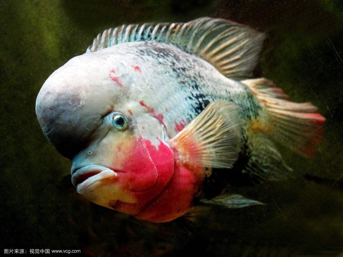 打我蓝buff，生气时萌萌哒，那些难得一见却美的令人窒息的观赏鱼