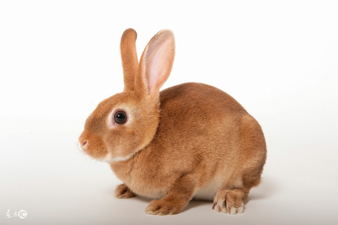 兔子智商比泰迪差多少,宠物兔智商十大排名