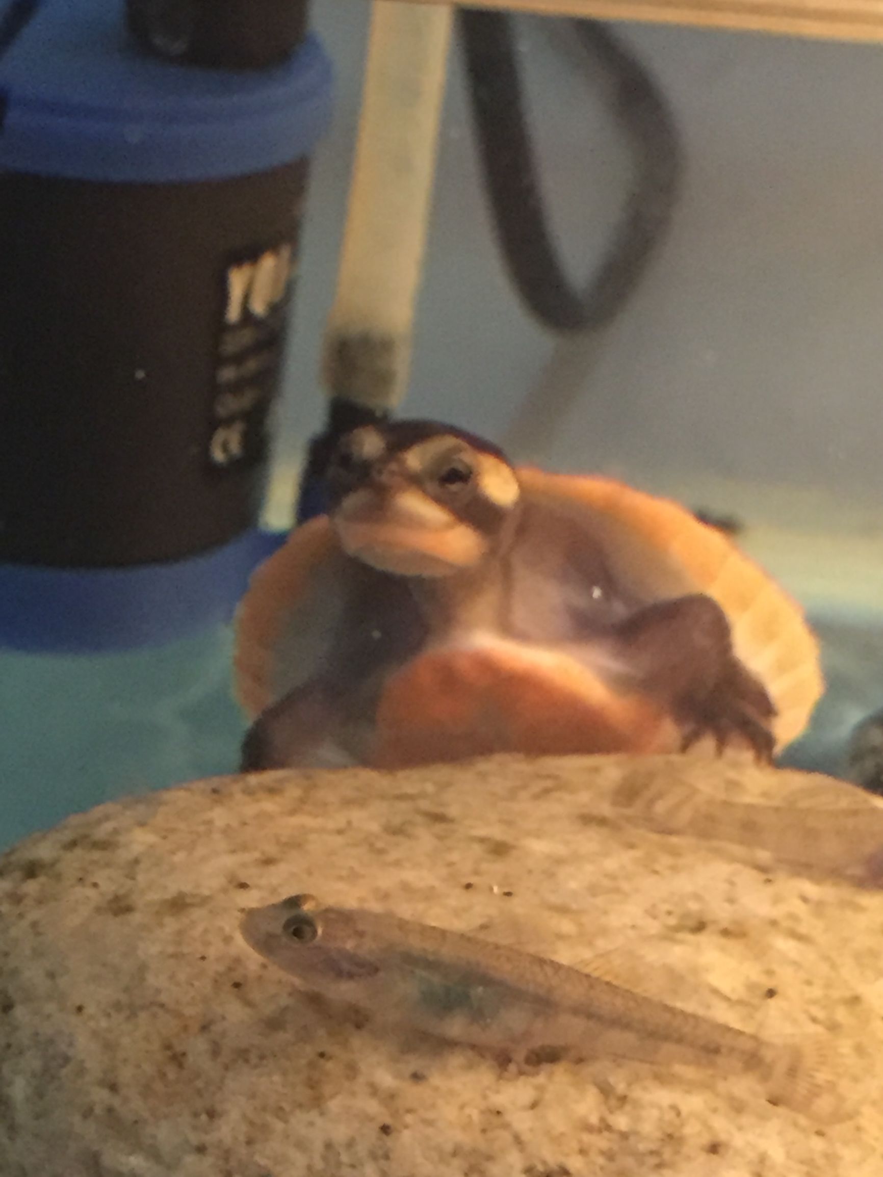 养圆澳龟的注意事项,圆澳幼龟饲养注意事项