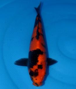 锦鲤鱼怎样挑选品种,锦鲤鱼品种大全大图