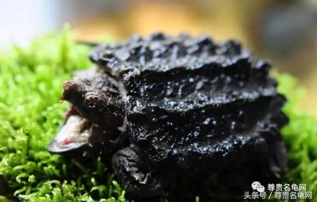 窄桥龟一出来就会咬人,几厘米长的龟会咬人