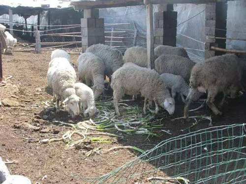 80头羊被毒死,毒大葱是元凶!我们应该怎样避免吃到有毒菜?