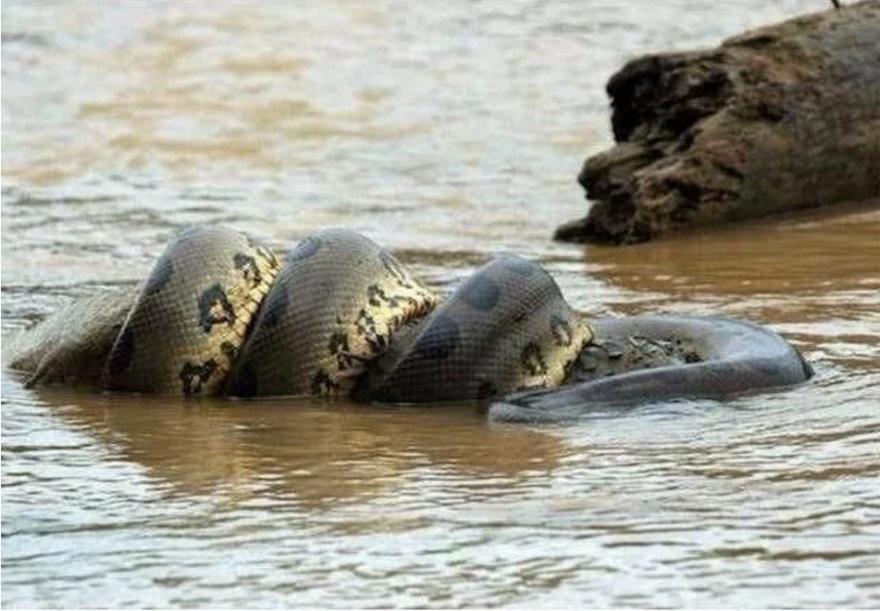 森蚺捕杀成年鳄鱼,森蚺捕食巨鳄