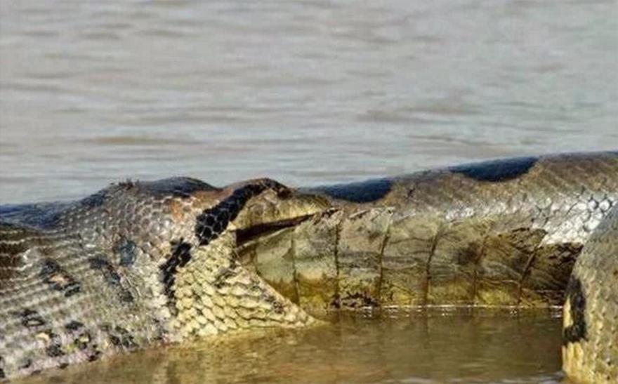 森蚺捕杀成年鳄鱼,森蚺捕食巨鳄