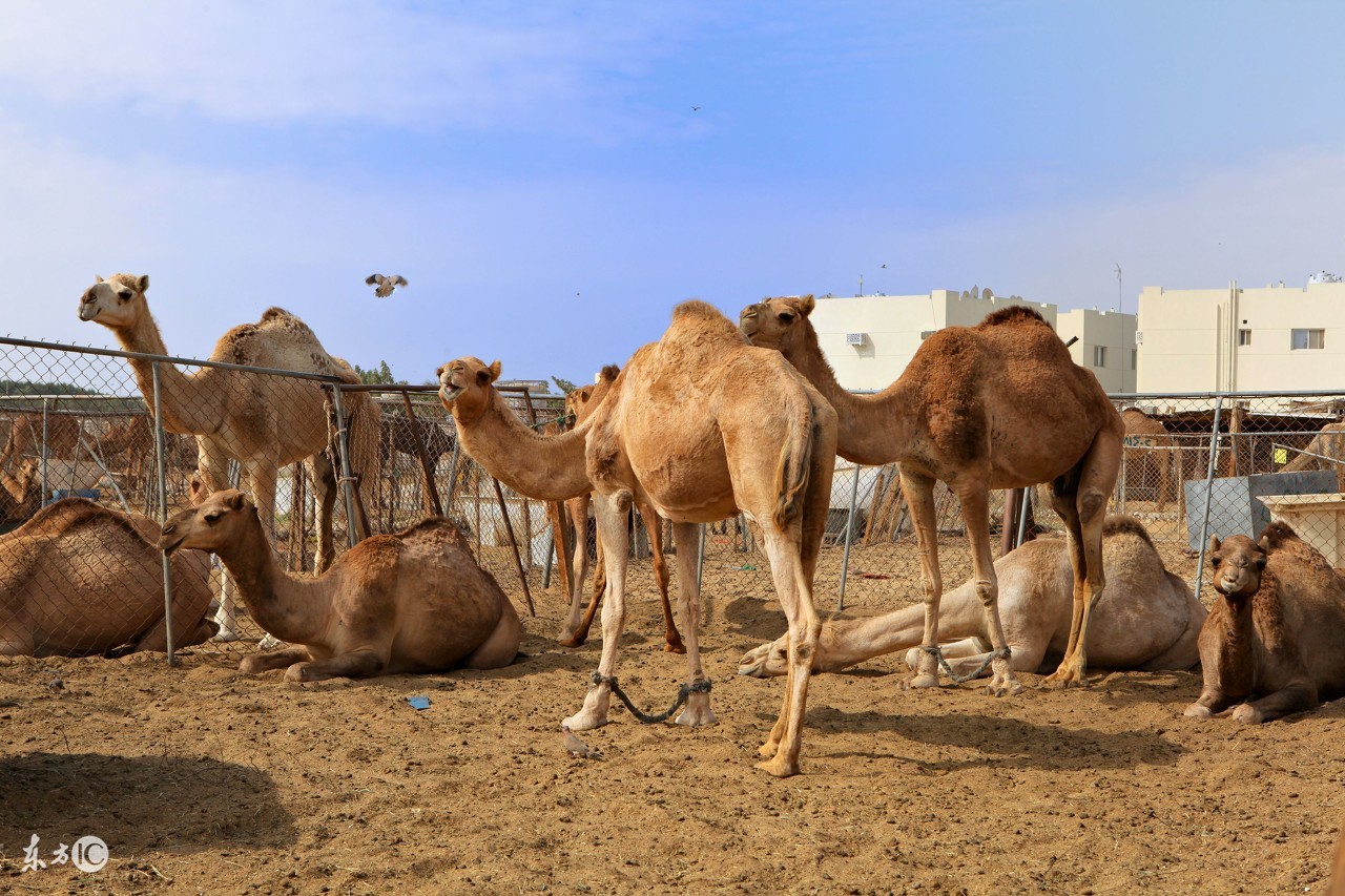 超有趣的冷知识你都不知道,超有趣的冷知识你绝对不知道