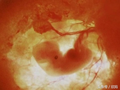 妈妈知道宝宝在肚子里,胎宝宝在肚子里的发育