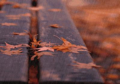 秋天的第一场雨淅淅沥沥,秋天的那一场雨