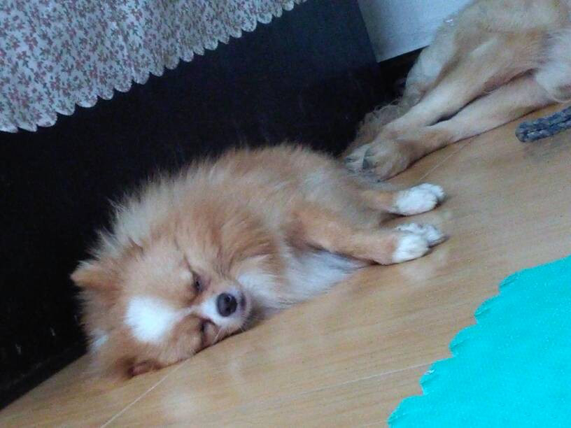 黑白色的曼珠沙华 (粉红色的曼珠沙华)