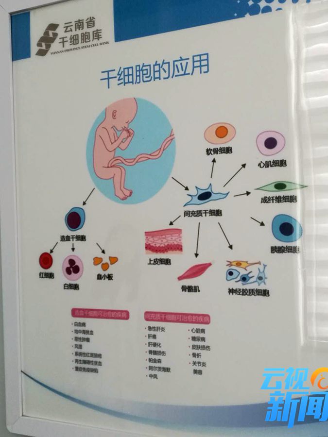 干细胞研究新成果,我国干细胞抗衰老研究获重大突破