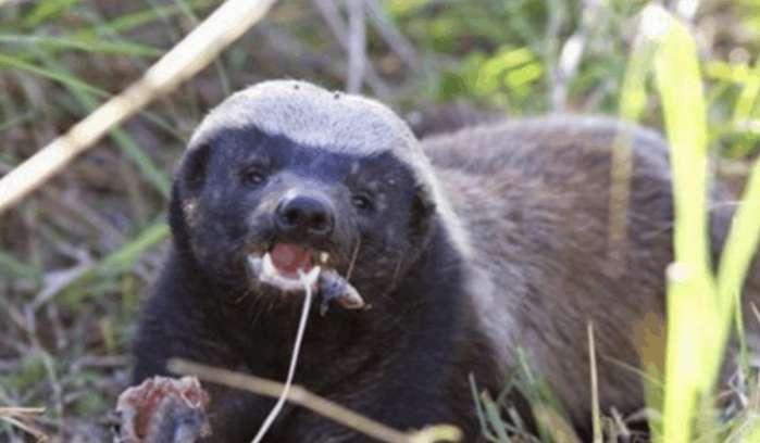 神奇的平头哥!非洲5种毒蛇在眼里只不过是根辣条!