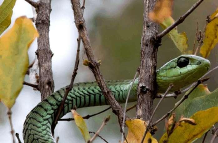神奇的平头哥!非洲5种毒蛇在眼里只不过是根辣条!