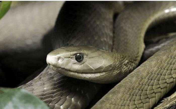 神奇的平头哥!非洲5种毒蛇在眼里只不过是根辣条!