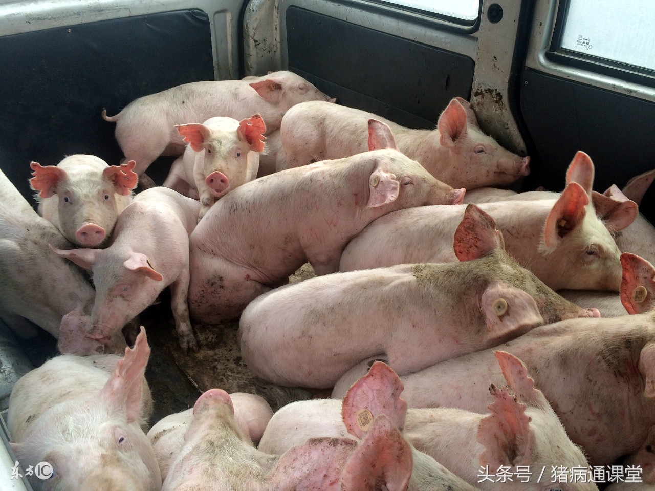 林可霉素在养猪上的应用,猪场林可霉素大观霉素用法用量