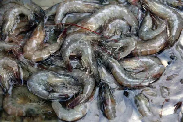 烟台人炫富方式,烟台开海炫富是真的吗