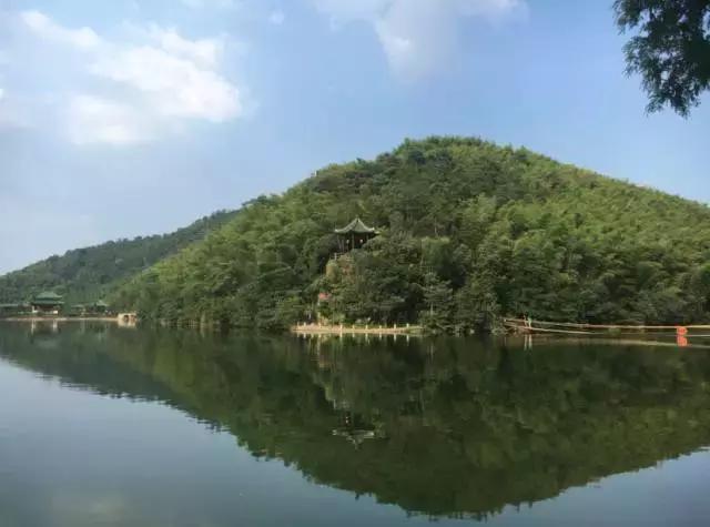 治愈系竹林风景唯美意境,治愈系风景大自然竹林