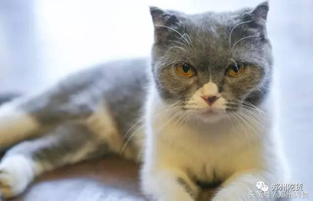 郑州东区萌猫主题披萨小店，铲屎官快来这吸猫了！