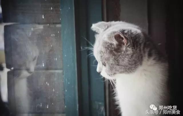 郑州东区萌猫主题披萨小店，铲屎官快来这吸猫了！