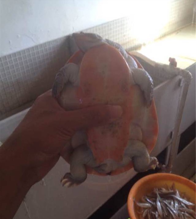 养圆澳龟的注意事项,圆澳幼龟饲养注意事项