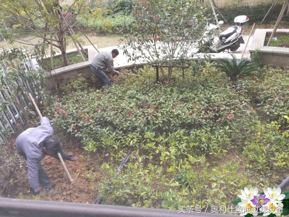 10吨小鱼池的完美养成记