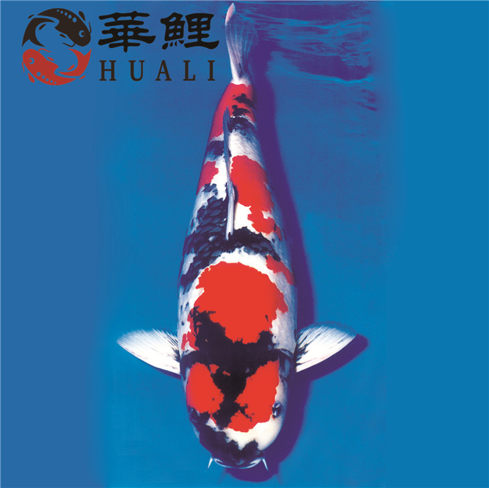 锦鲤鱼怎样挑选品种,锦鲤鱼品种大全大图