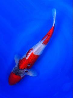 锦鲤鱼怎样挑选品种,锦鲤鱼品种大全大图