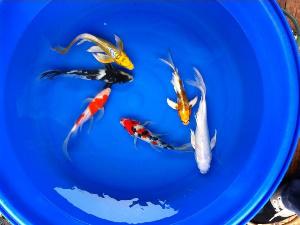 锦鲤鱼怎样挑选品种,锦鲤鱼品种大全大图