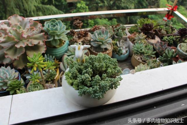 入多肉坑一年,这些多肉因颜值入坑