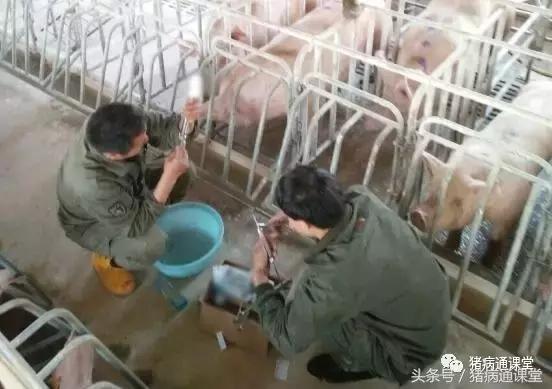 猪瘟怎么治最快最好,养猪如何应对猪瘟