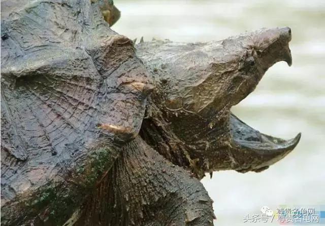 窄桥龟一出来就会咬人,几厘米长的龟会咬人