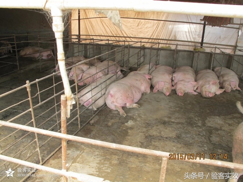 董广林做什么生意好,董广林猪业视频