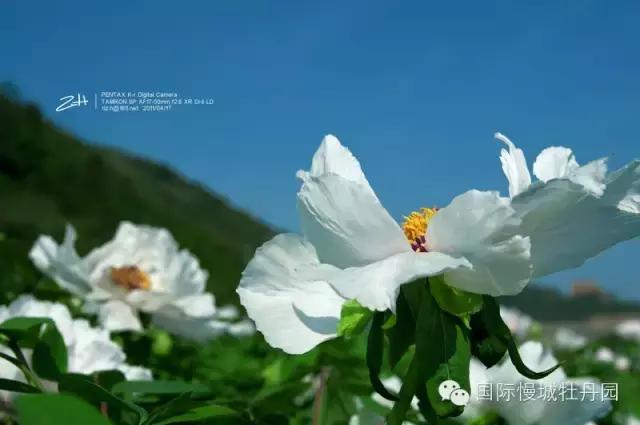 专业角度看凤丹各器官特点,带你全面科学认识高淳四宝-白牡丹