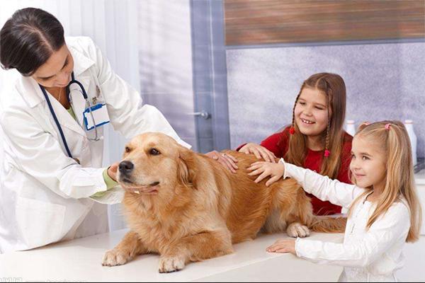 金毛成长要注意什么,金毛成长记日常调皮