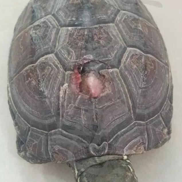宠物龟身上有伤怎么治疗,宠物龟摔伤怎么办用什么药