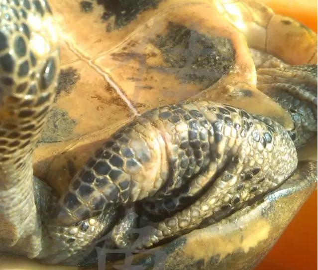 宠物龟身上有伤怎么治疗,宠物龟摔伤怎么办用什么药