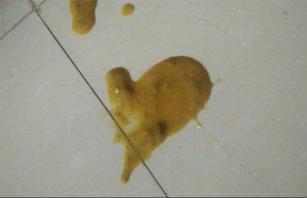 金毛成长要注意什么,金毛成长记日常调皮