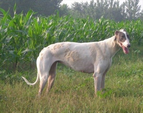 灵缇犬训练教程,灵缇犬的训练方法有哪些视频