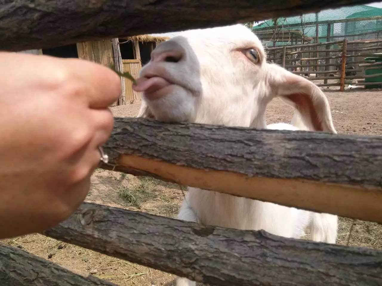 山西司徒小镇,司徒小镇又见老山西完整视频