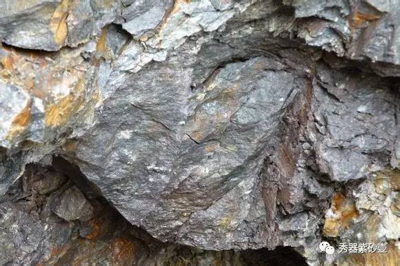 养茶宠有什么危害,你真的会养兰花吗