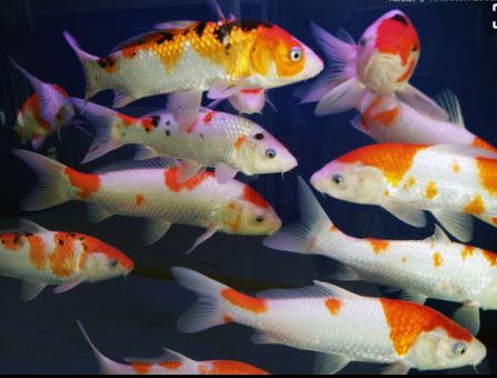 锦鲤鱼怎么养不爱死,黄色锦鲤鱼跟黑色的锦鲤好不好养